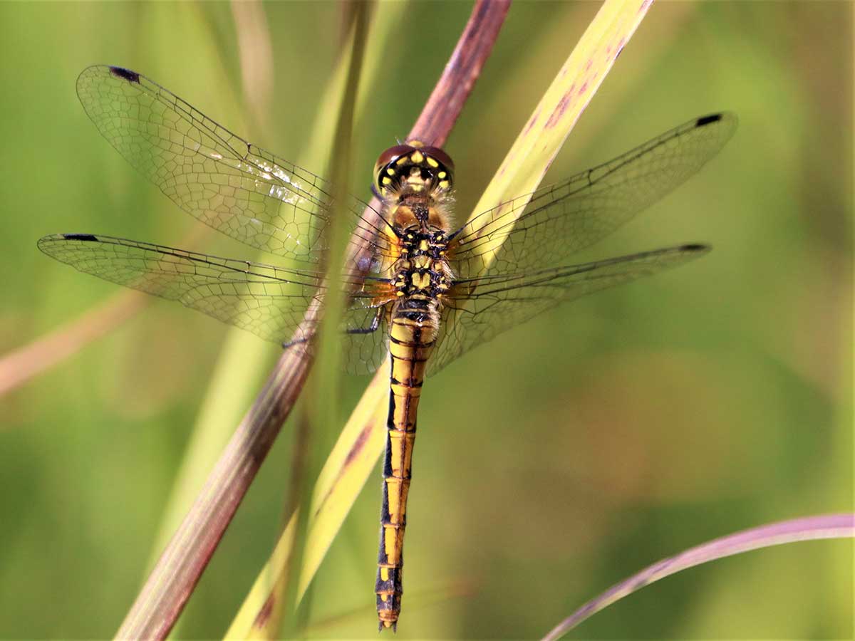 Sympetrum_danae